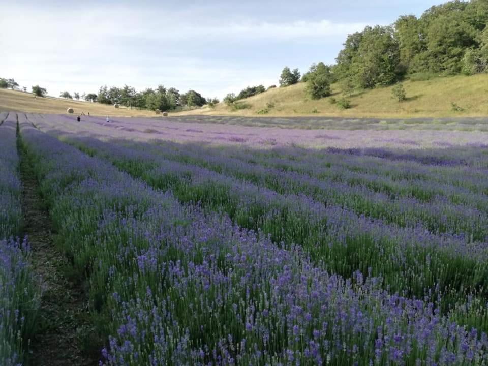 B&B I Girasoli Monte San Pietro Экстерьер фото